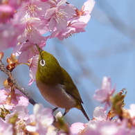 メジロ と桜