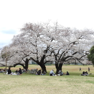 お花見2