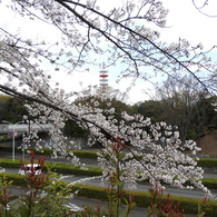 お花見4