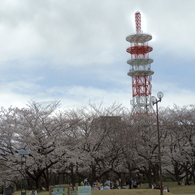 お花見7
