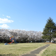 サクラ9