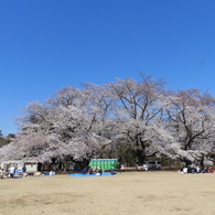 稲荷山公園・桜 2