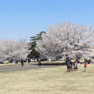 稲荷山公園・桜 4