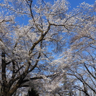 稲荷山公園・桜9