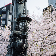 日本橋の櫻