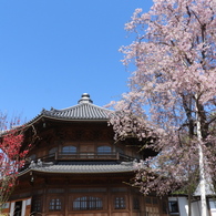 天岑寺桜4