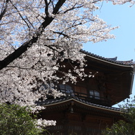 天岑寺桜9