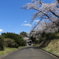 天岑寺桜10