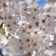 散歩道・桜5