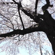 散歩道・桜6