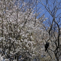 猫に小判、カラスに桜