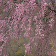 中沢の桜