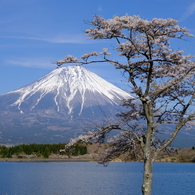 一本桜と富士