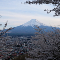 桜と富士山