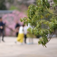 春ですね