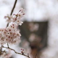 桜のおしくらまんじゅう2