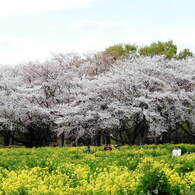 桜&菜の花7