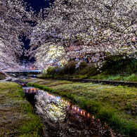 桜映して
