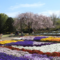 枝垂れ桜&大花壇1
