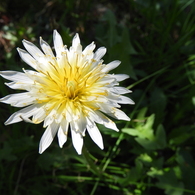 白花タンポポ