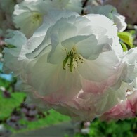 平成最後を咲く桜達～lxvii