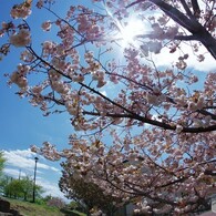 平成最後を咲く桜達～lxviii