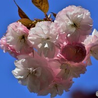 平成最後を咲く桜達～lxix
