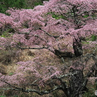西丸根の桜（小池家）