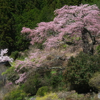 西丸根の桜