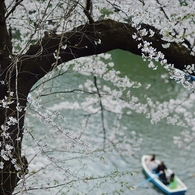 spring for tokyoites 2019