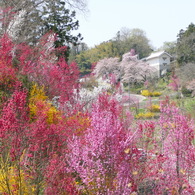花もも
