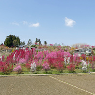 花もも