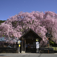 想い出桜　Ⅲ