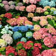 手柄山温室植物園