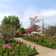 平成つつじ公園9