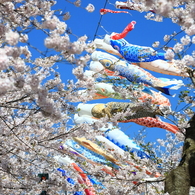鯉のぼりと桜 III