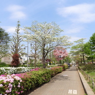 平成つつじ公園17
