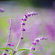 IMGP1194