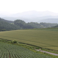 麦畑に囲まれた路を駆け抜けて