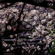 多摩川・二ヶ領用水の桜(2)