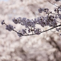 桜色な時間