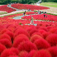 コキアの紅葉