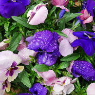 saturated colors　#02