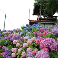 北の紫陽花寺④