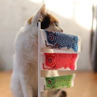 鯉のぼりより高い甘夏さん（猫）