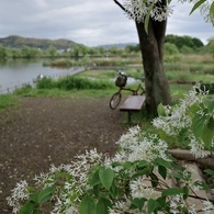 なんじゃもんじゃの花