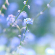 Forgetful blue