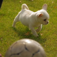 サッカー