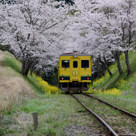 想い出桜　Ⅷ