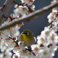 光りにそよぐ羽毛　DSC_9022